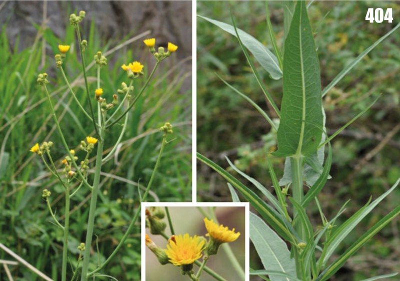Marsh Sowthistle photo 5