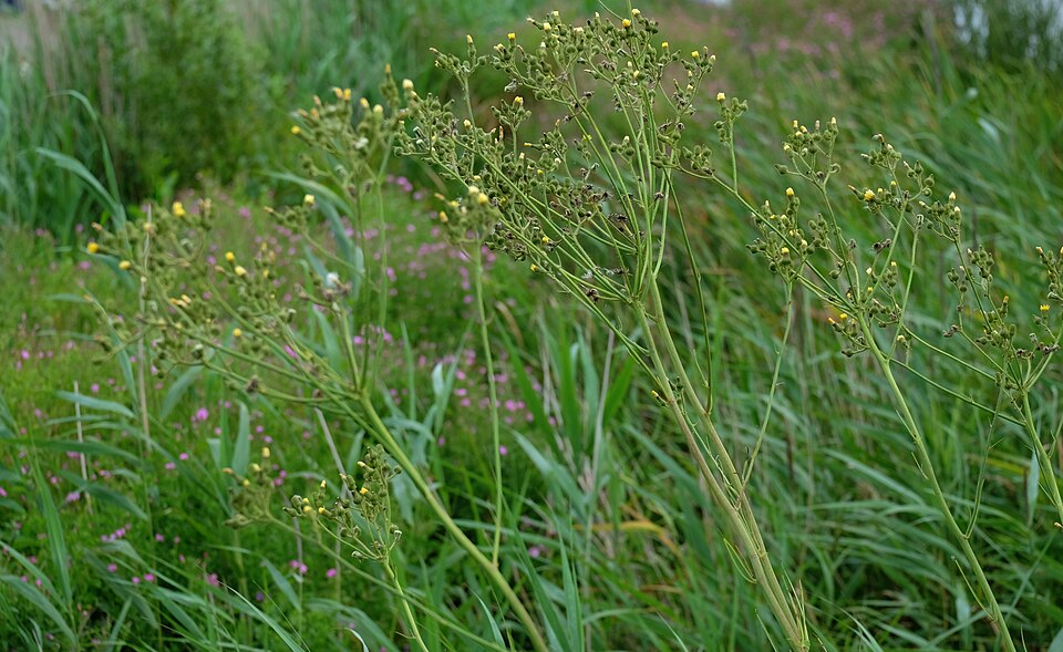 Marsh Sowthistle photo 6