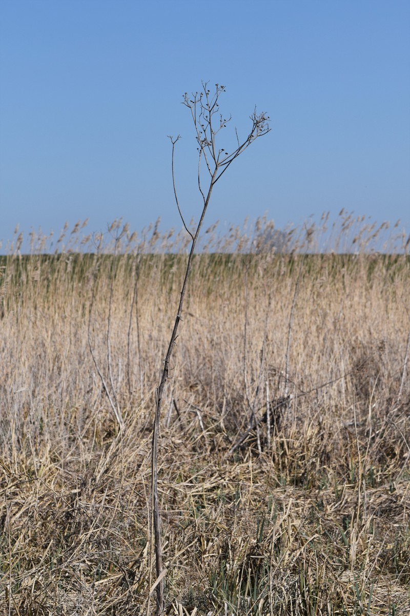 Marsh Sowthistle photo 2