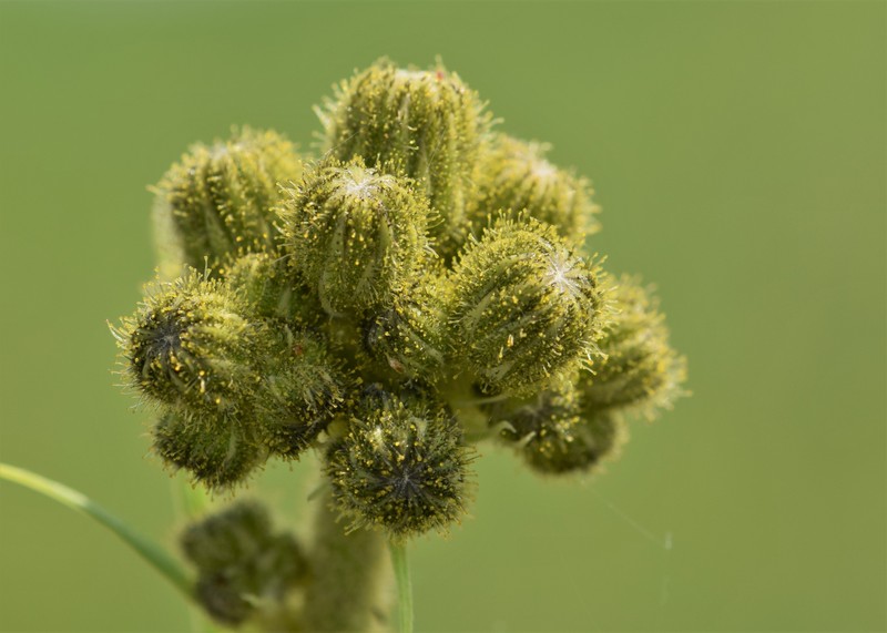 Marsh Sowthistle photo 3
