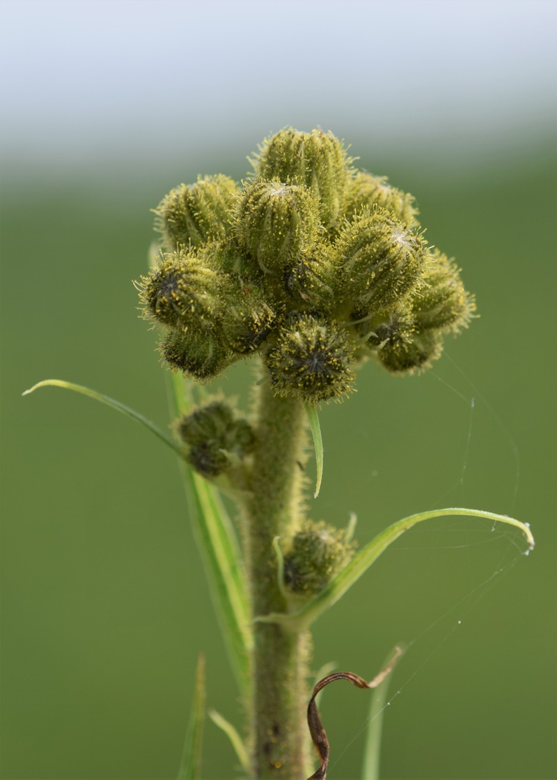 Marsh Sowthistle photo 4