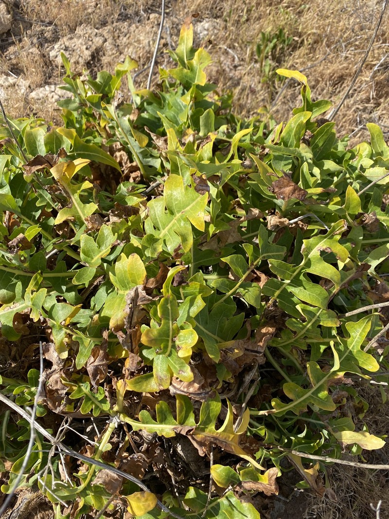 Sonchus parathalassius photo 4