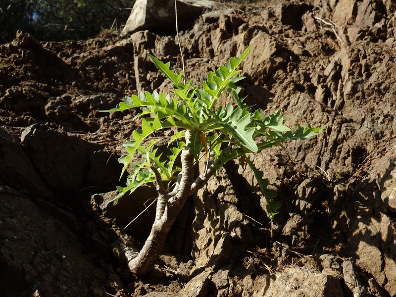 Sonchus parathalassius photo 5