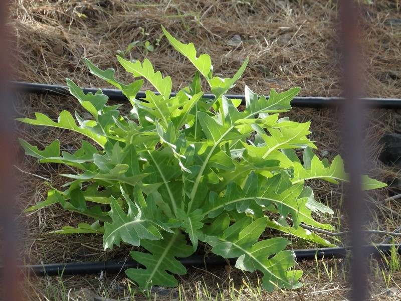 Sonchus parathalassius photo 6