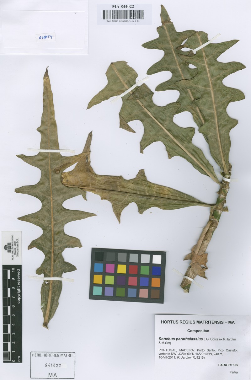 Sonchus parathalassius photo 7