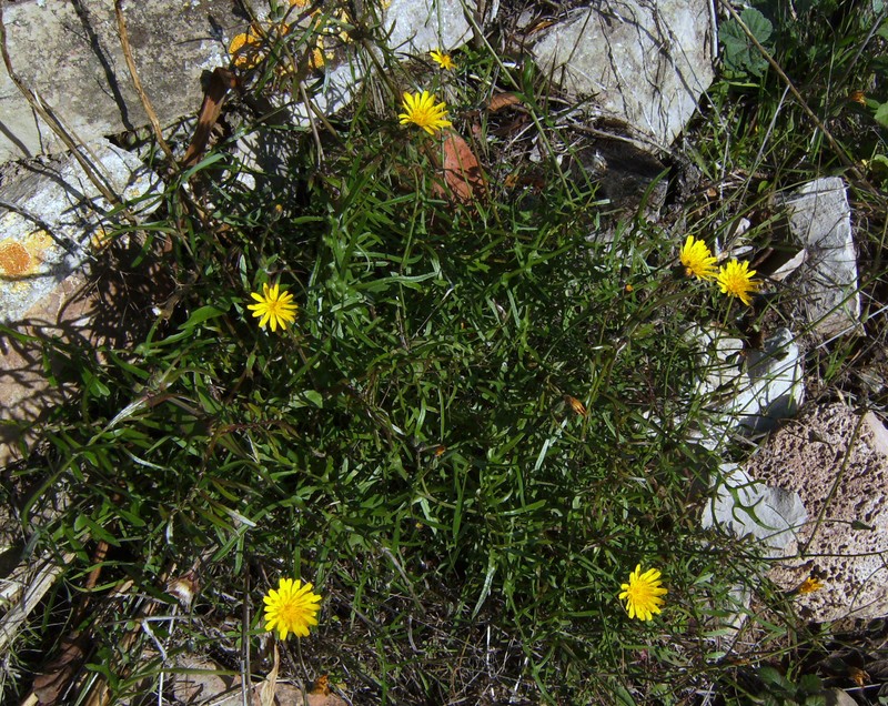 Slender Sowthistle