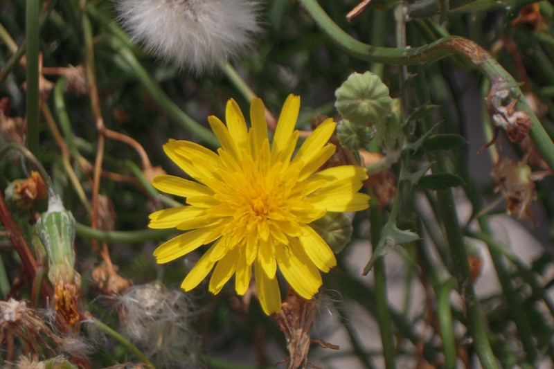 Slender Sowthistle photo 2