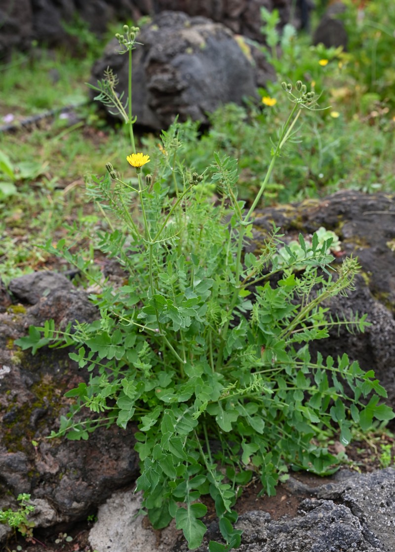 Slender Sowthistle photo 3