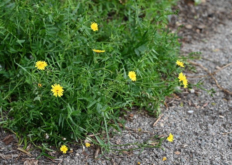 Slender Sowthistle photo 4