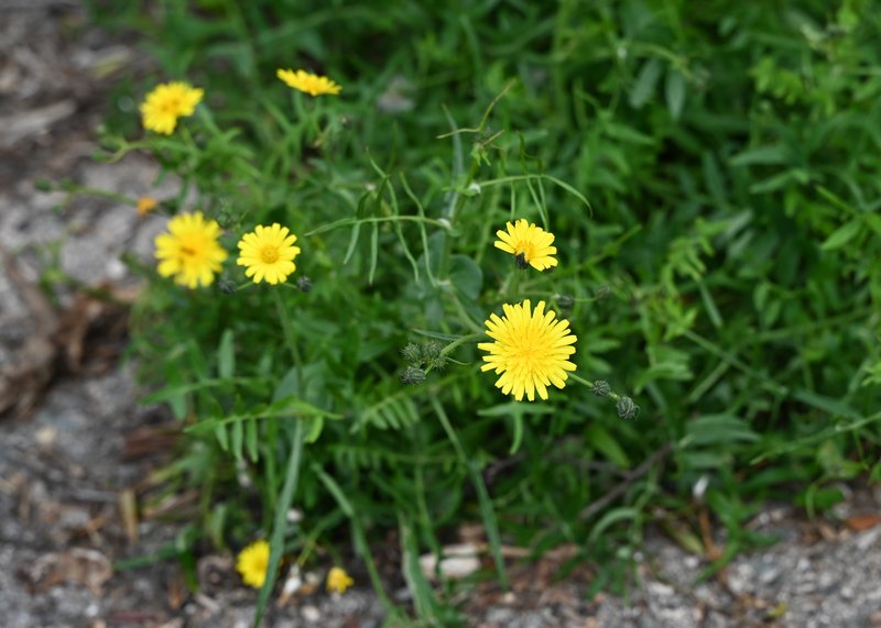 Slender Sowthistle photo 5