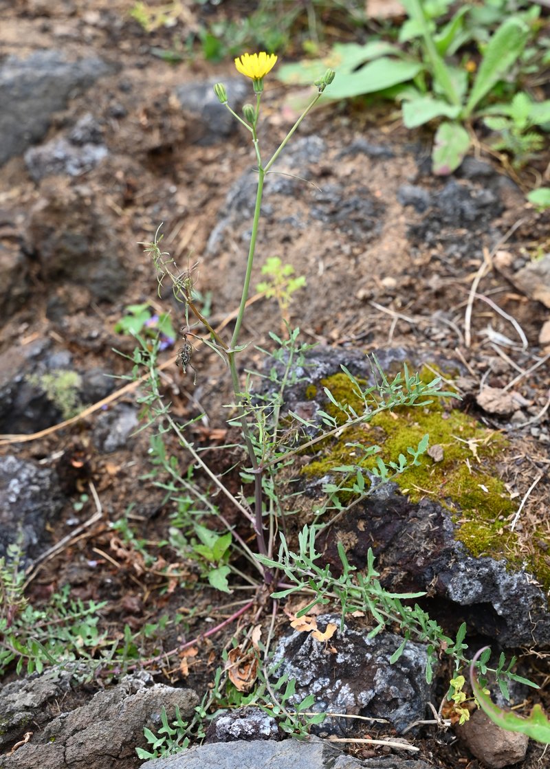 Slender Sowthistle photo 6