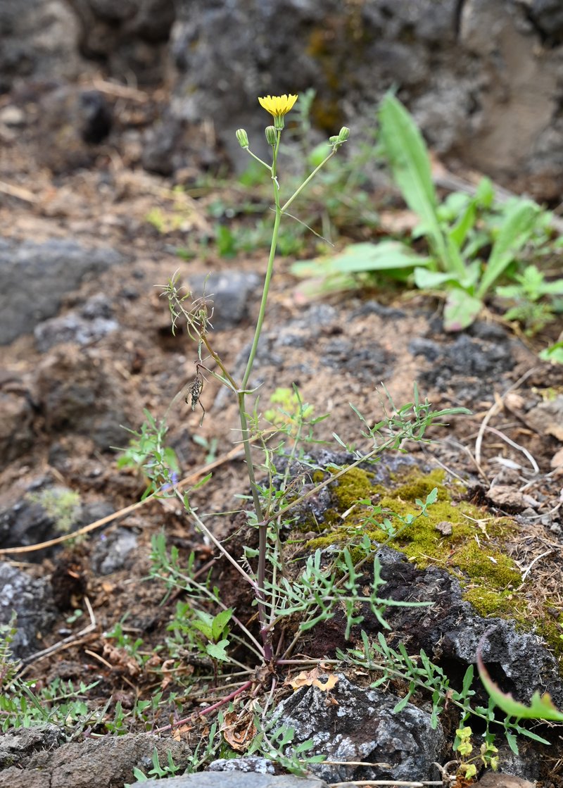 Slender Sowthistle photo 7