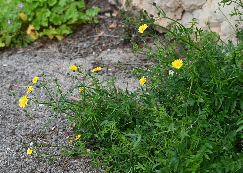 Slender Sowthistle photo 8