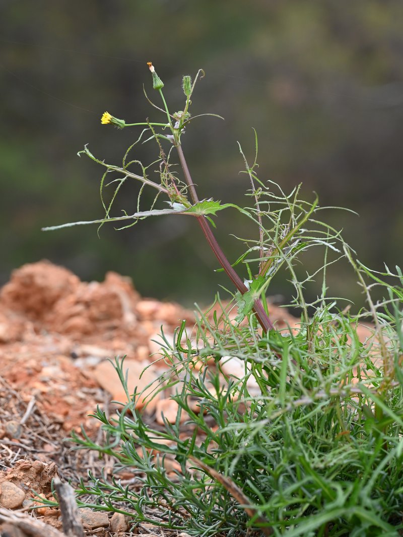Slender Sowthistle photo 9