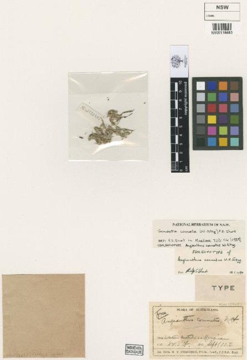 Sondottia connata