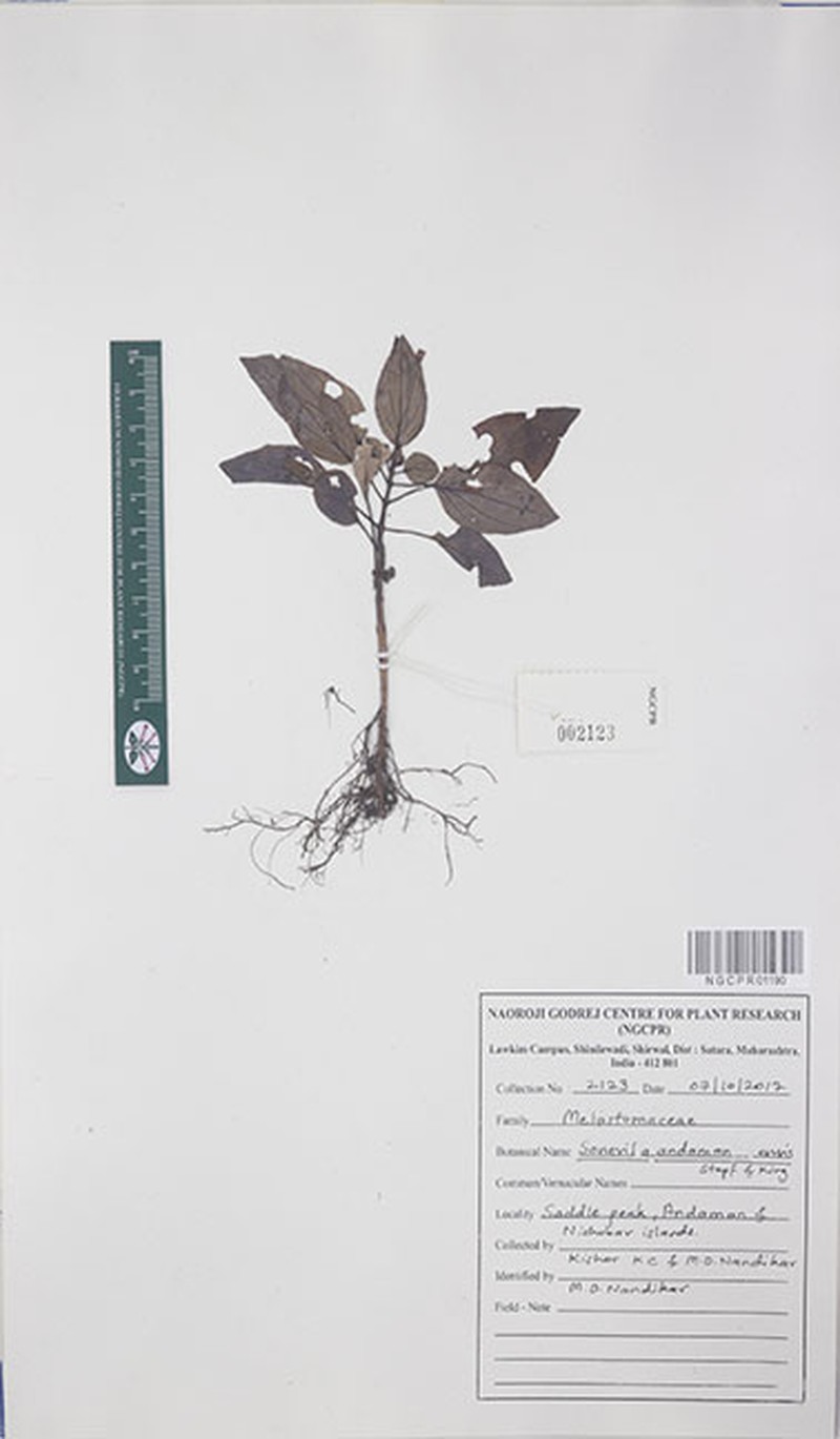 Sonerila andamanensis