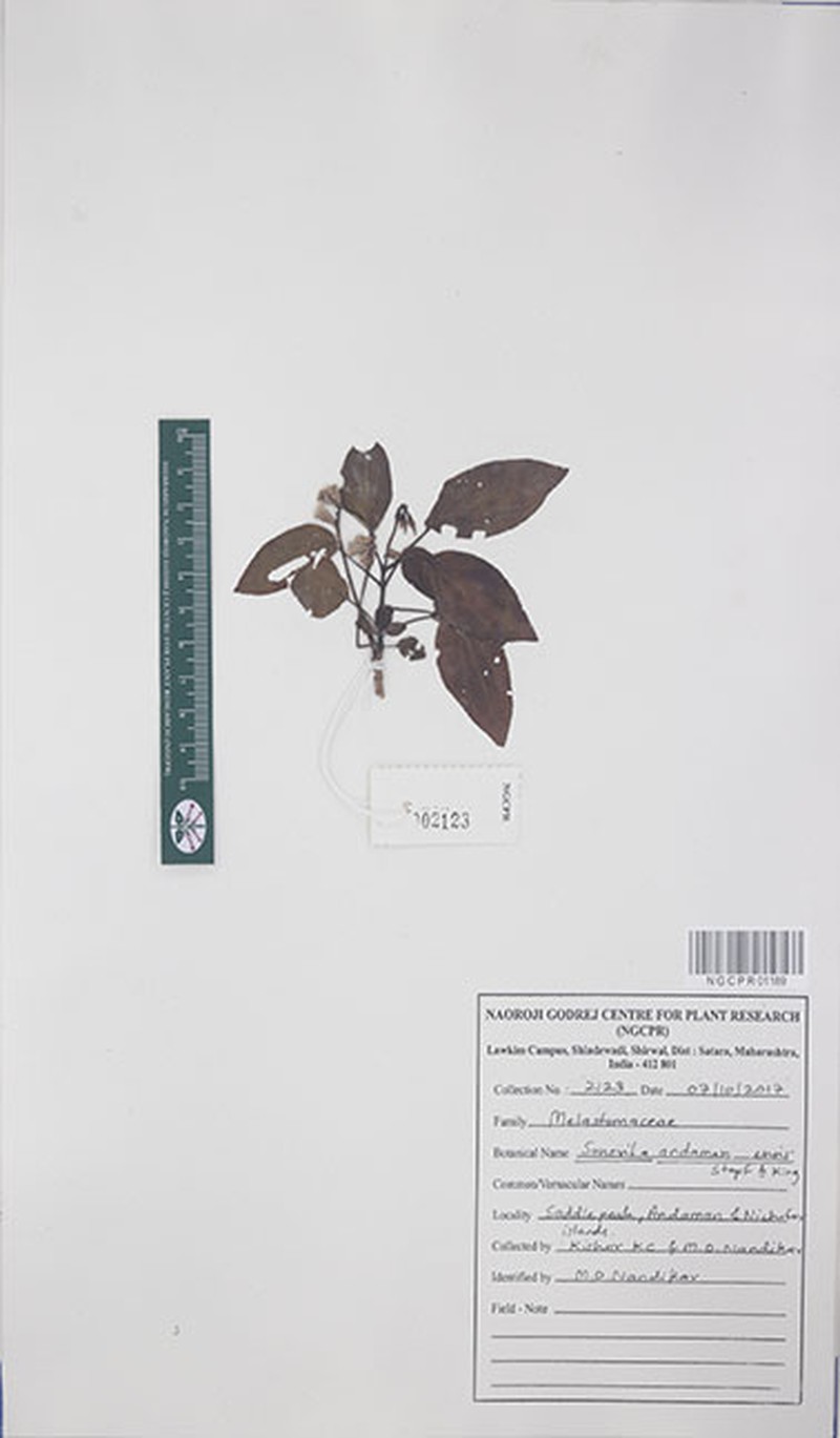 Sonerila andamanensis photo 2