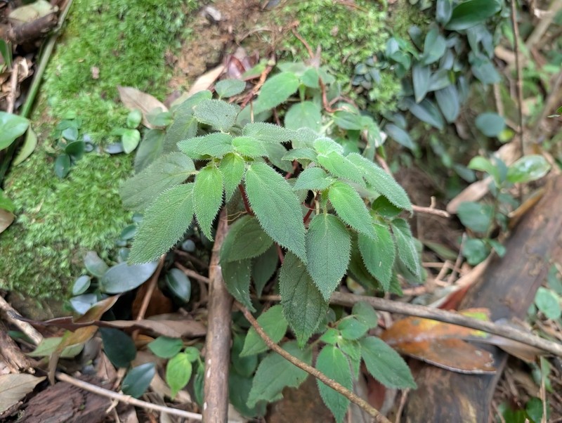 Sonerila quangnamensis