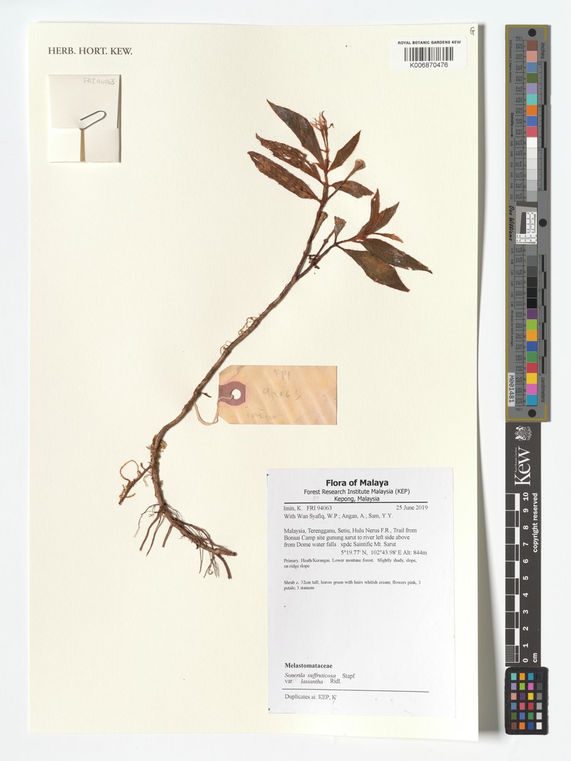 Sonerila suffruticosa var. lasiantha