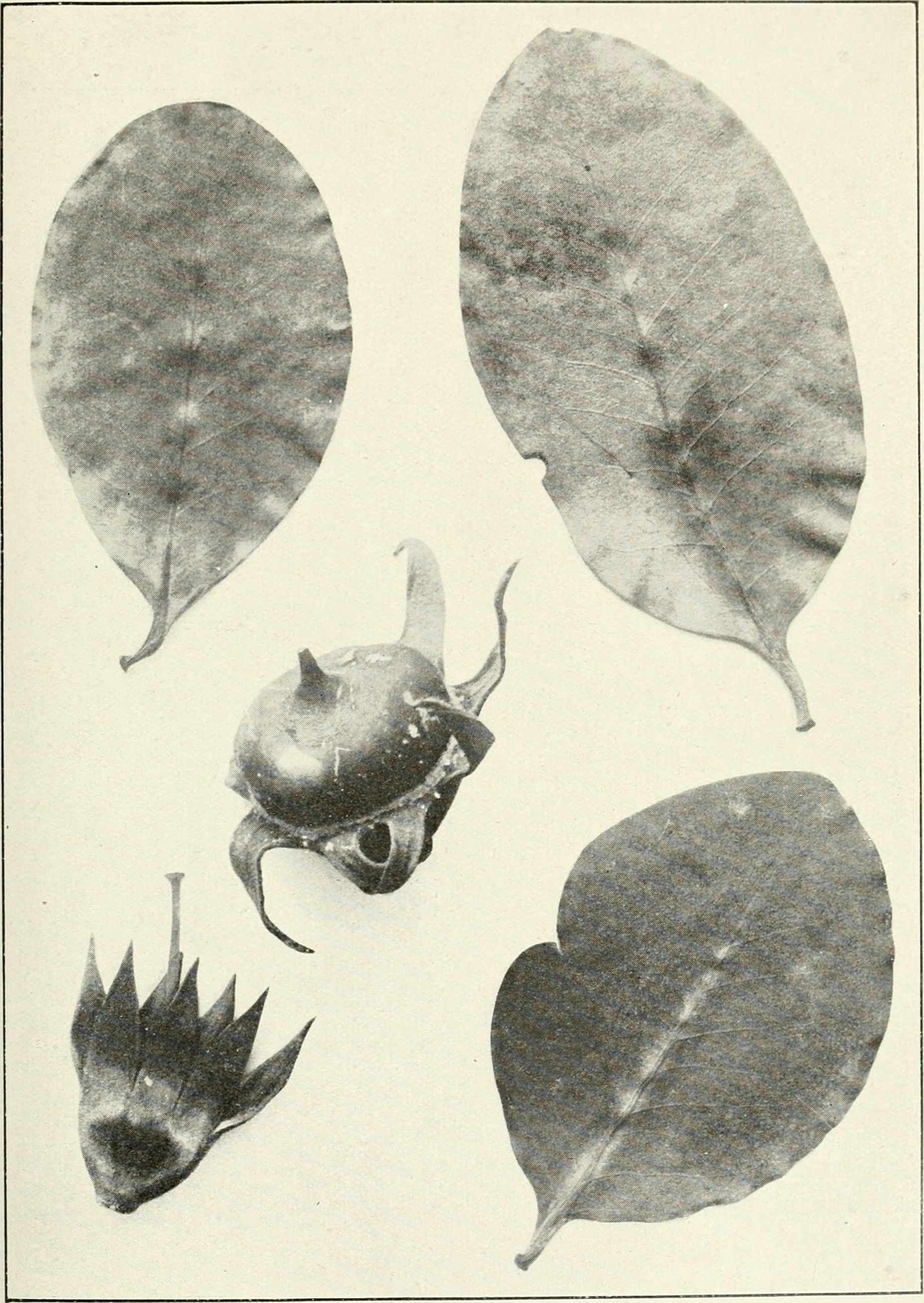 Sonneratia alba photo 7