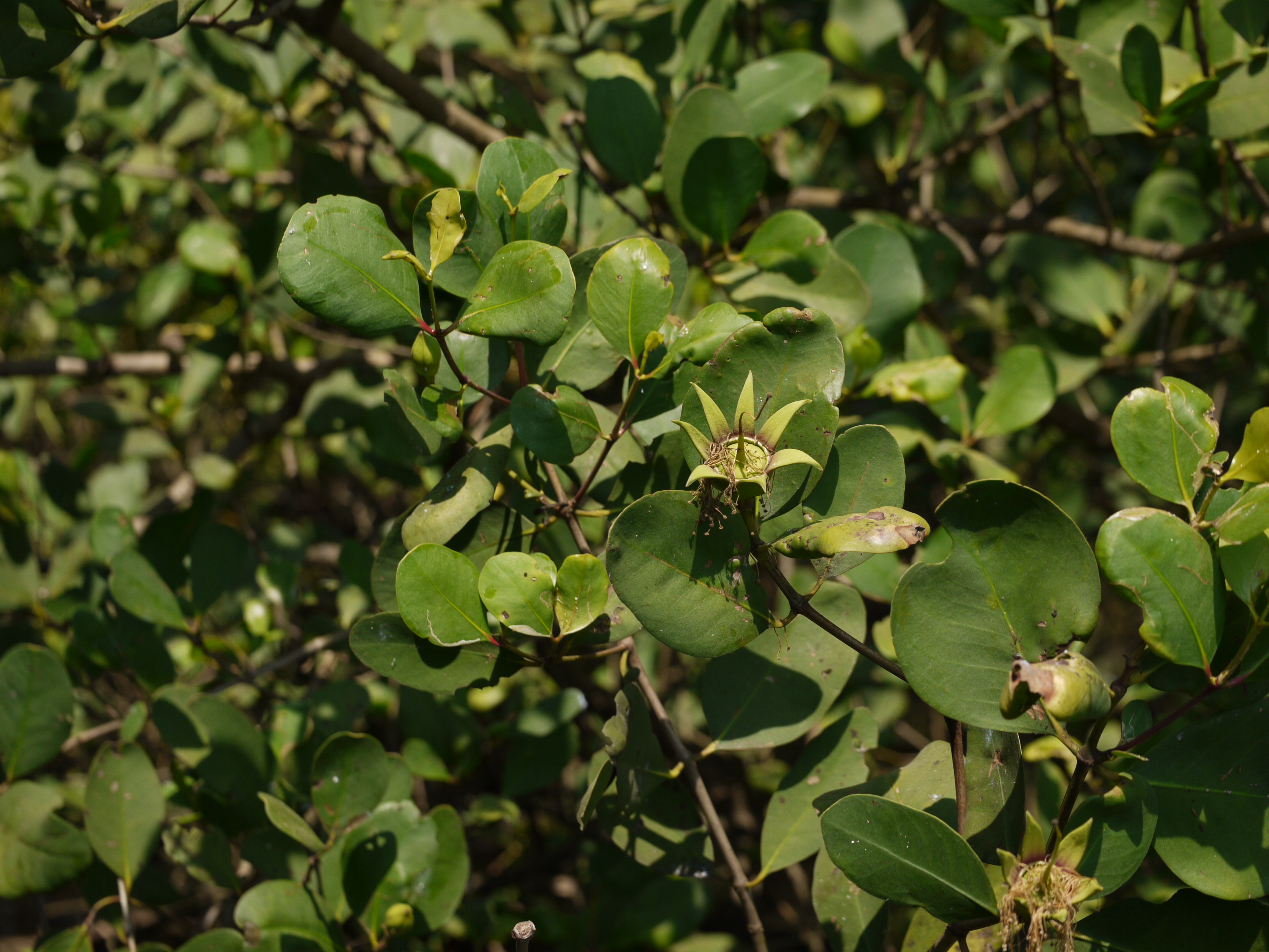 Sonneratia alba photo 8