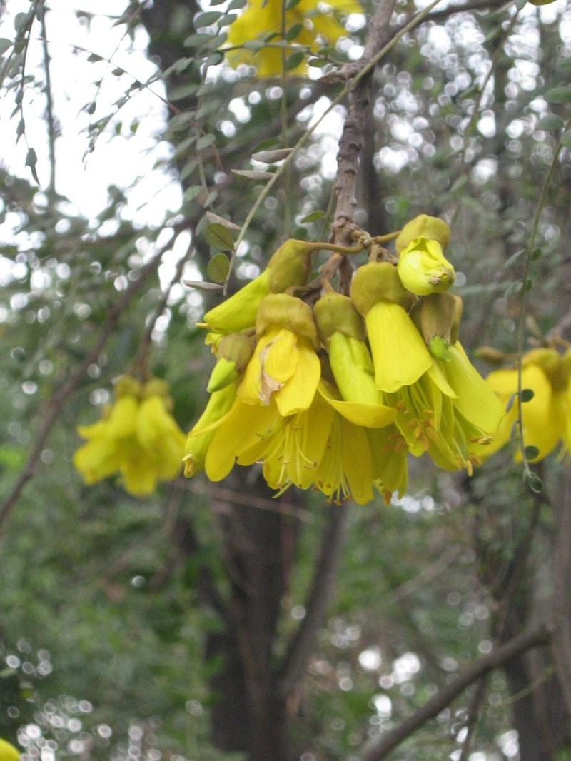 Sophora cassioides