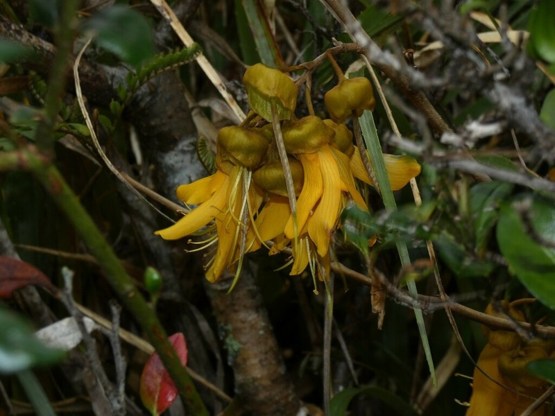 Sophora cassioides photo 2