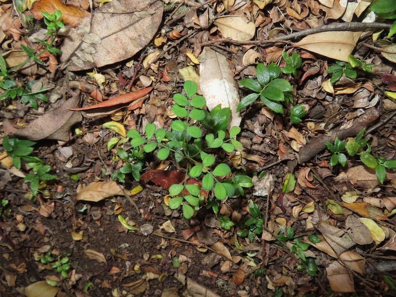 Sophora cassioides photo 3
