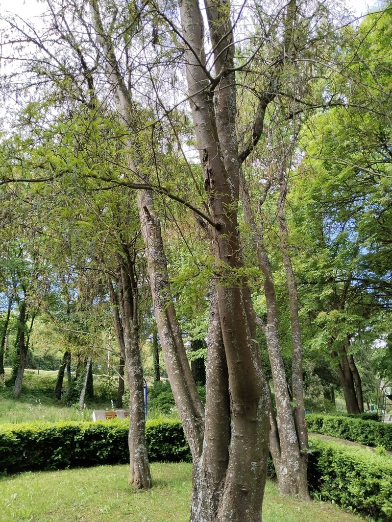 Sophora cassioides photo 4