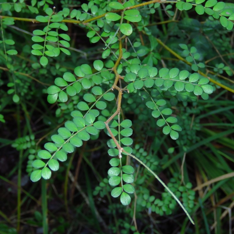 Sophora cassioides photo 5