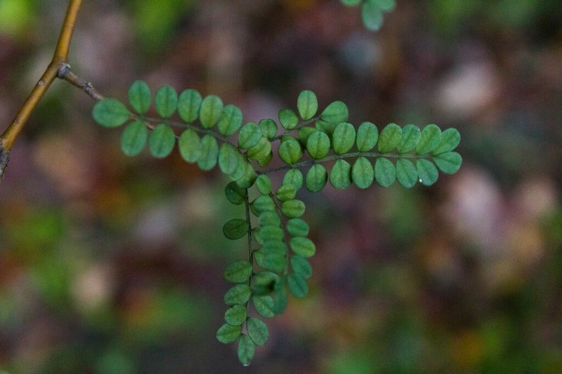 Sophora cassioides photo 6