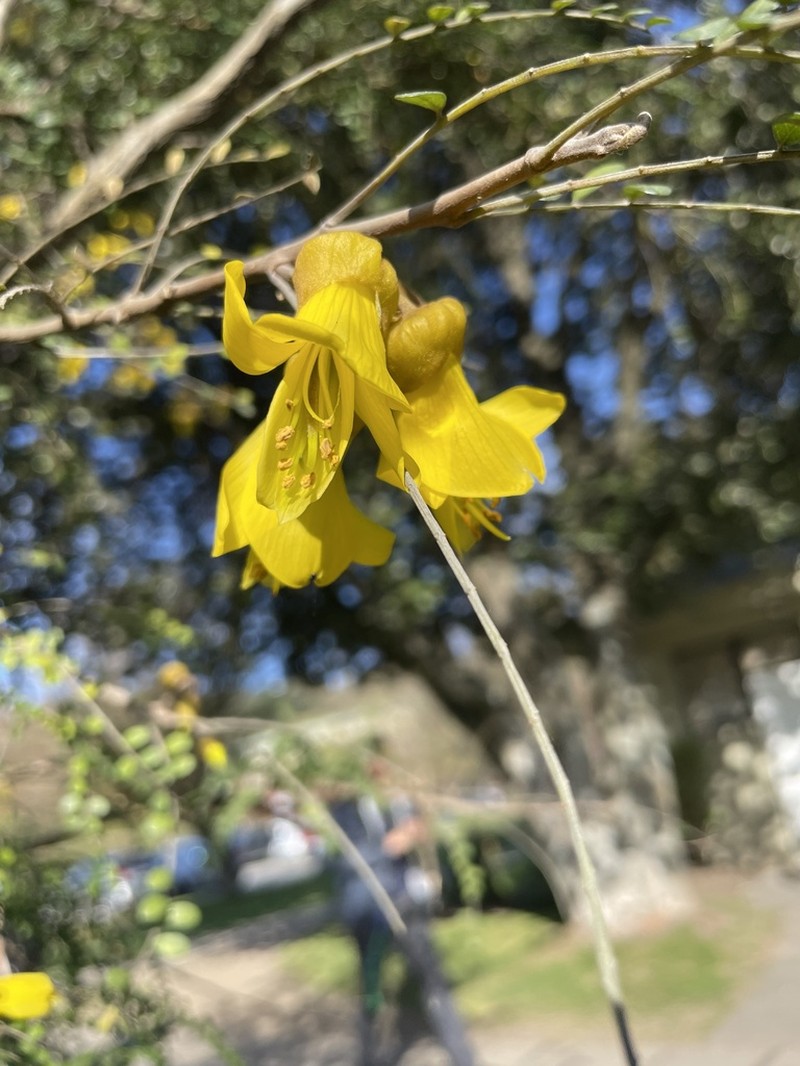 Sophora cassioides photo 7
