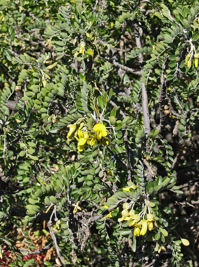 Mamani photo 7