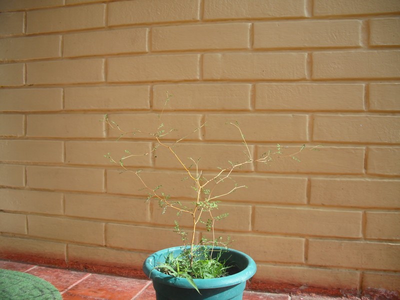 Mamani photo 2