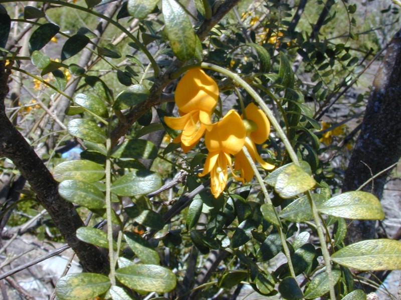 Mamani