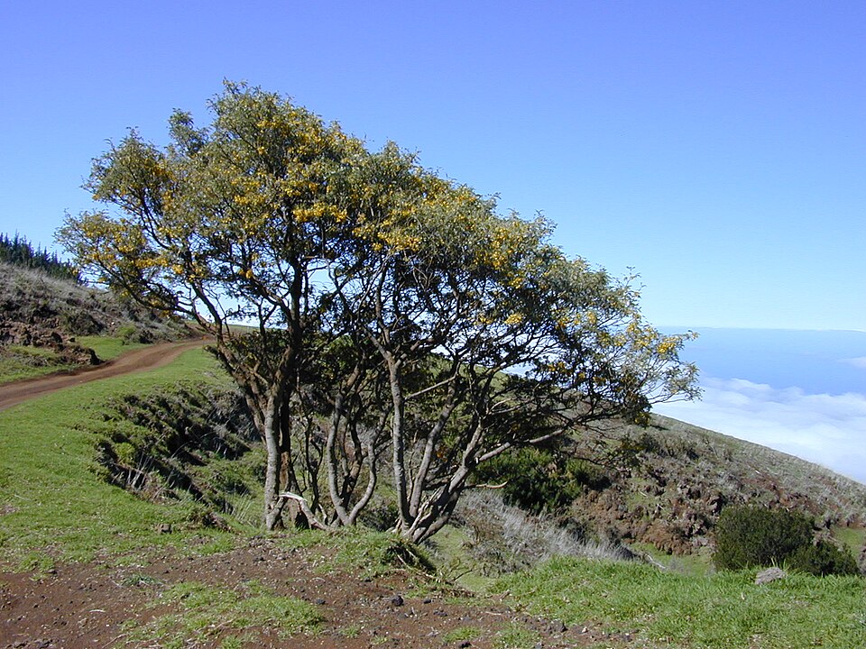 Mamani photo 7