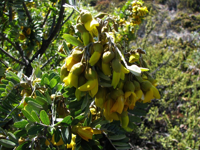 Mamani photo 4