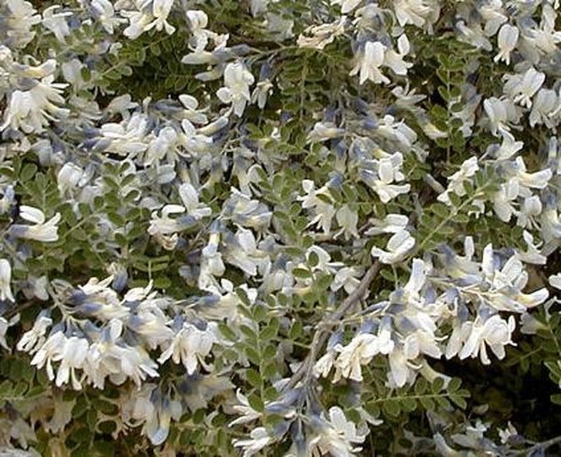 Sophora davidii