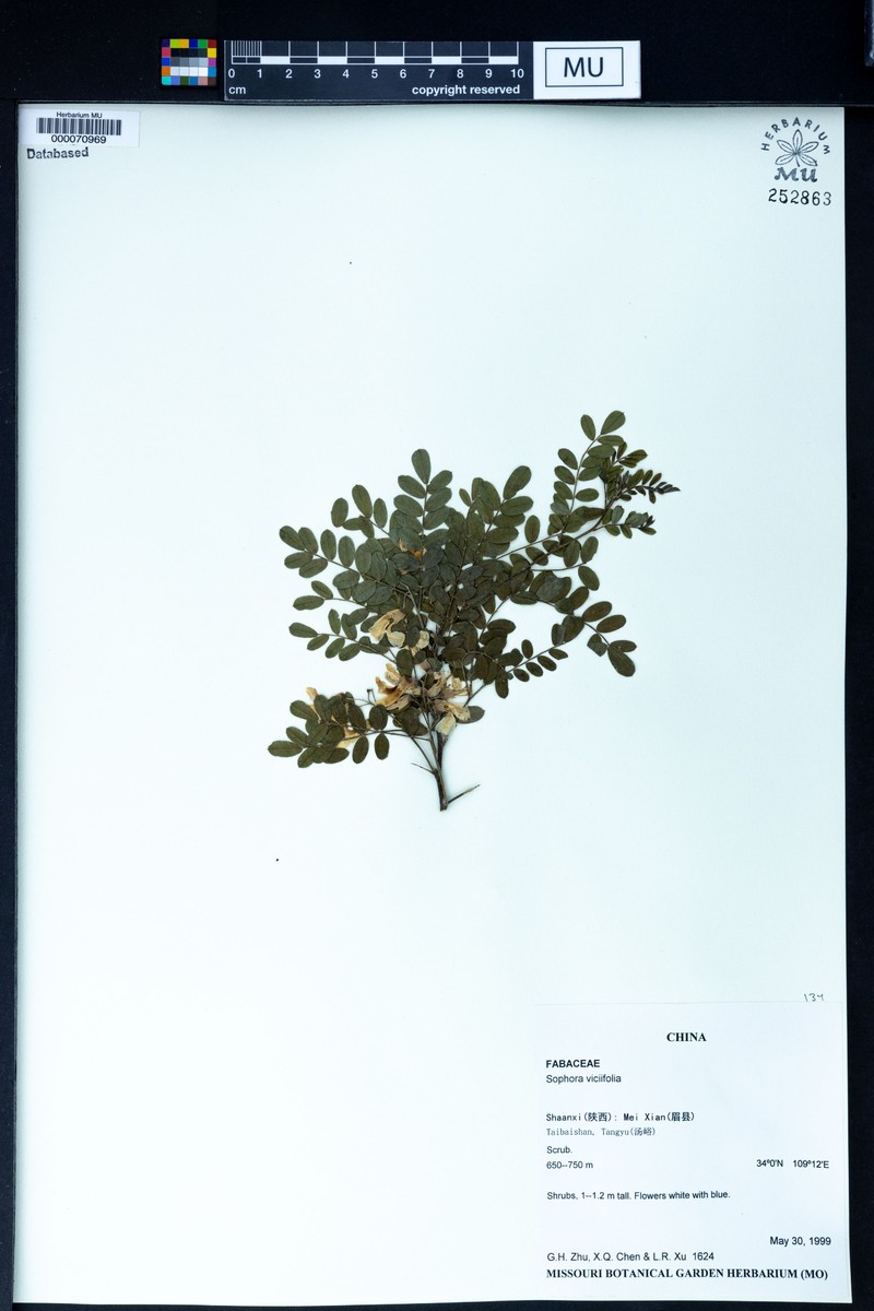 Sophora davidii var. davidii