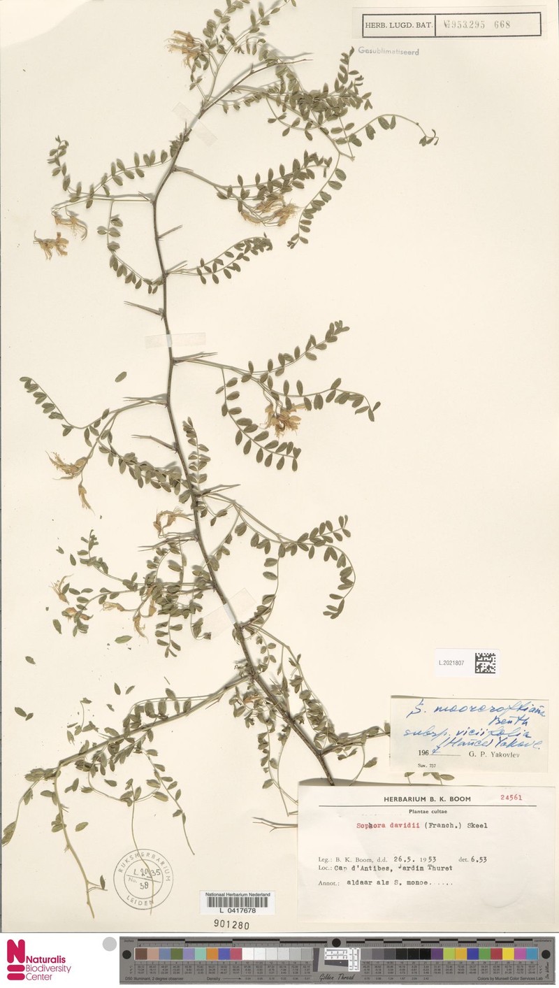 Sophora davidii var. davidii photo 2