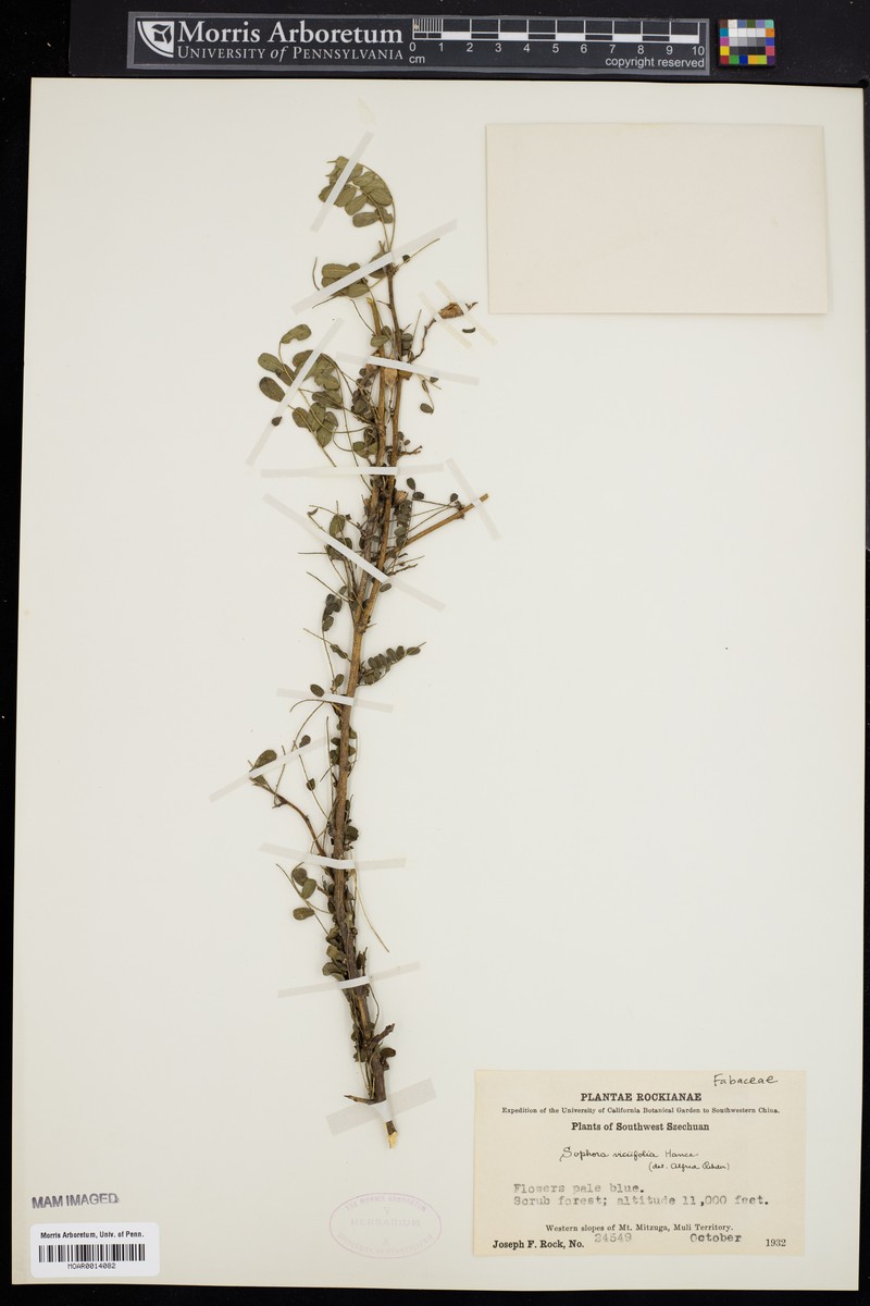 Sophora davidii var. davidii photo 3