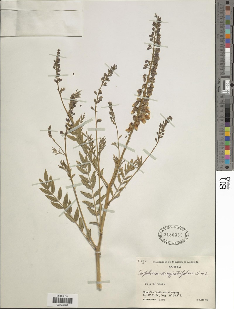Sophora flavescens var. flavescens