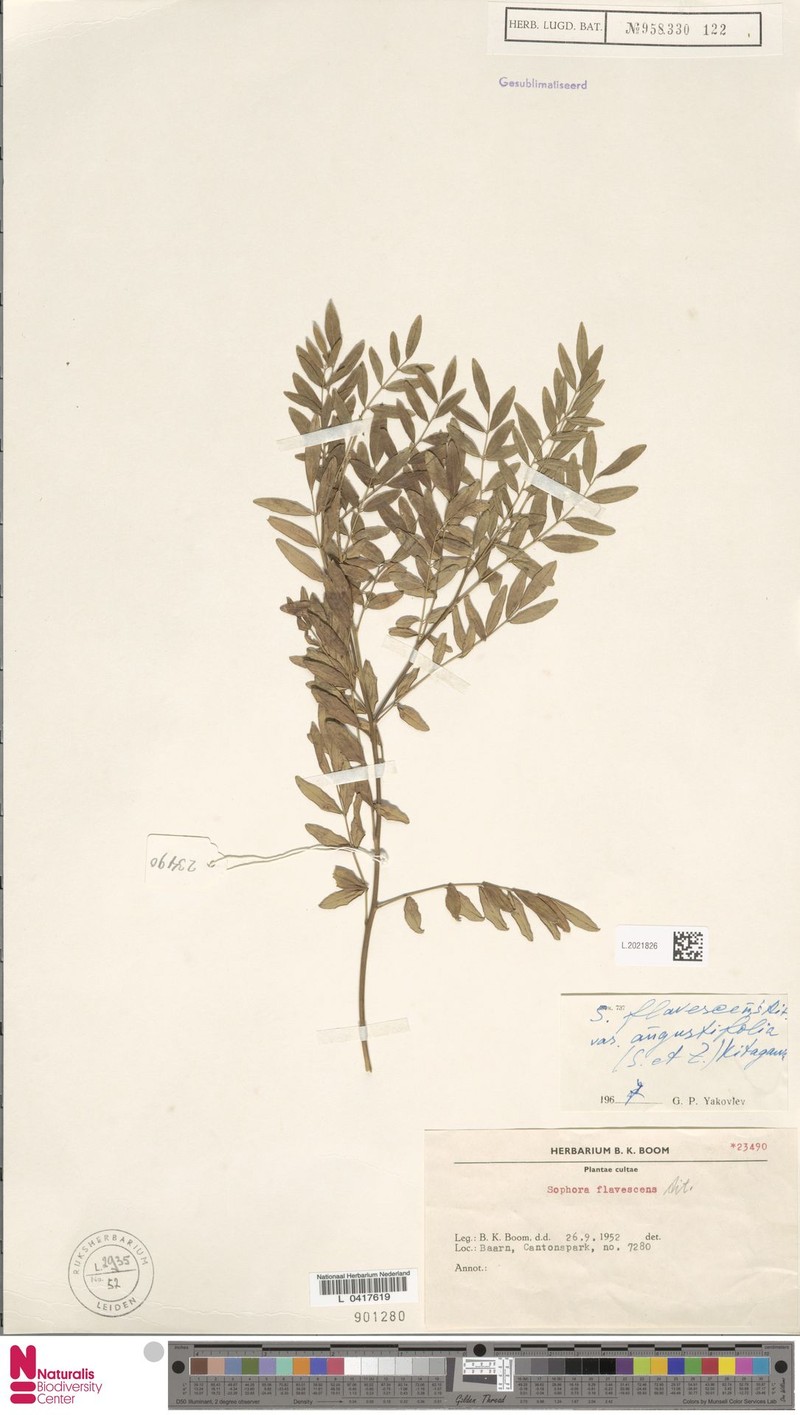 Sophora flavescens var. flavescens photo 2