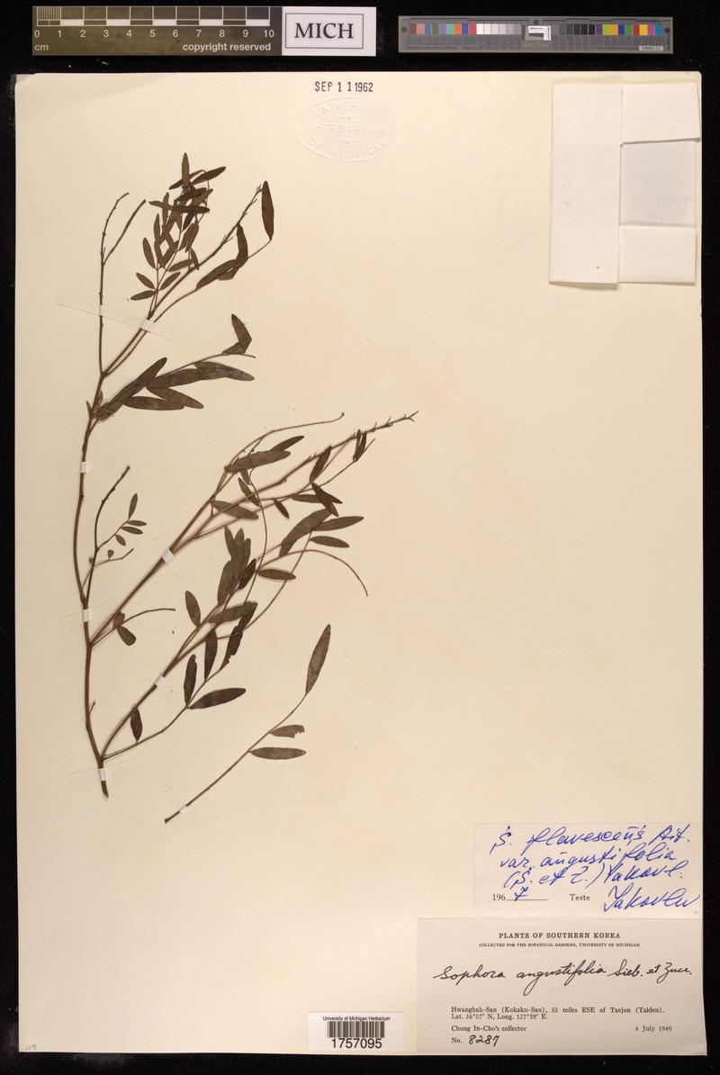 Sophora flavescens var. flavescens photo 3
