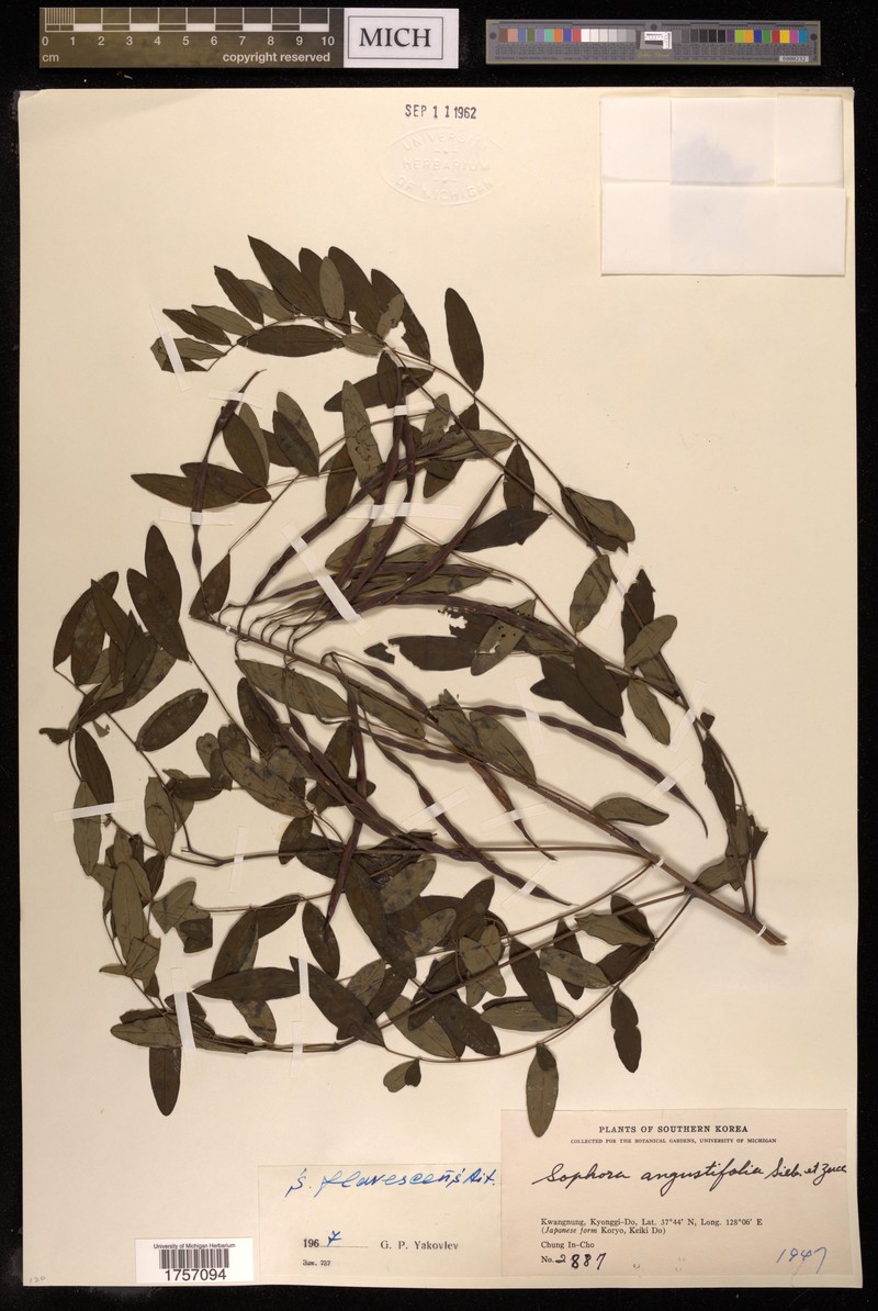 Sophora flavescens var. flavescens photo 4