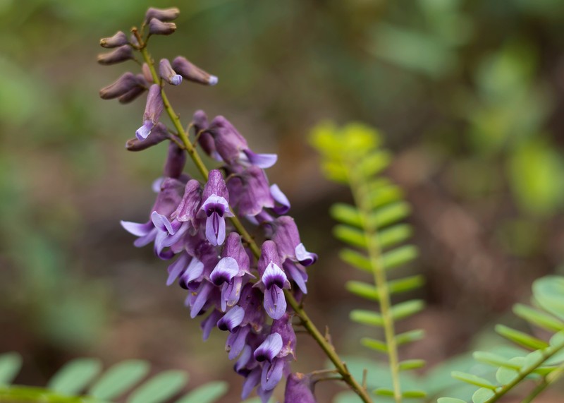 Sophora huamotensis
