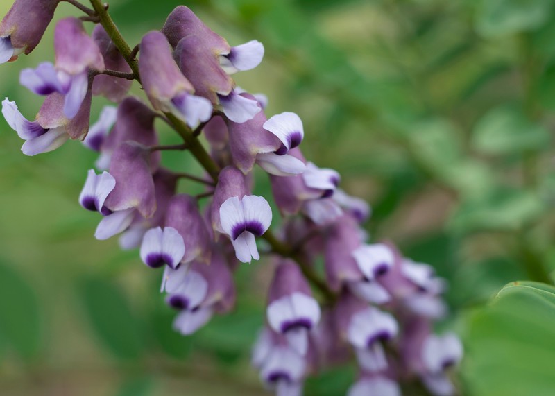 Sophora huamotensis photo 2