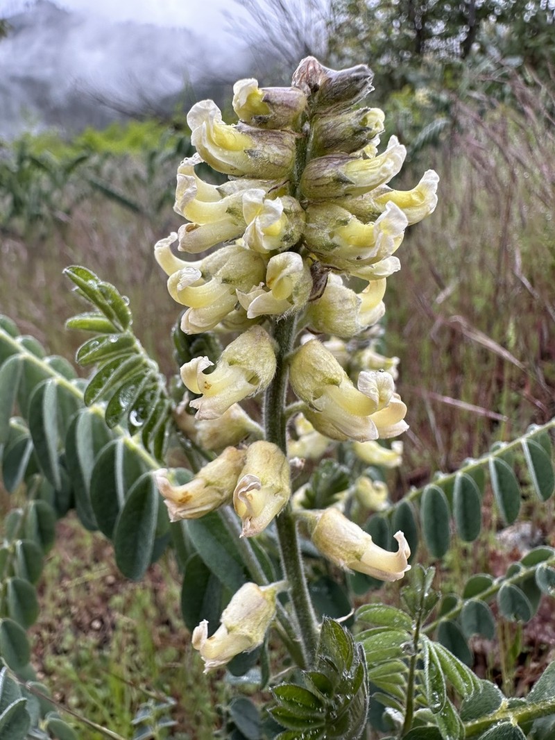 Western Necklacepod photo 3