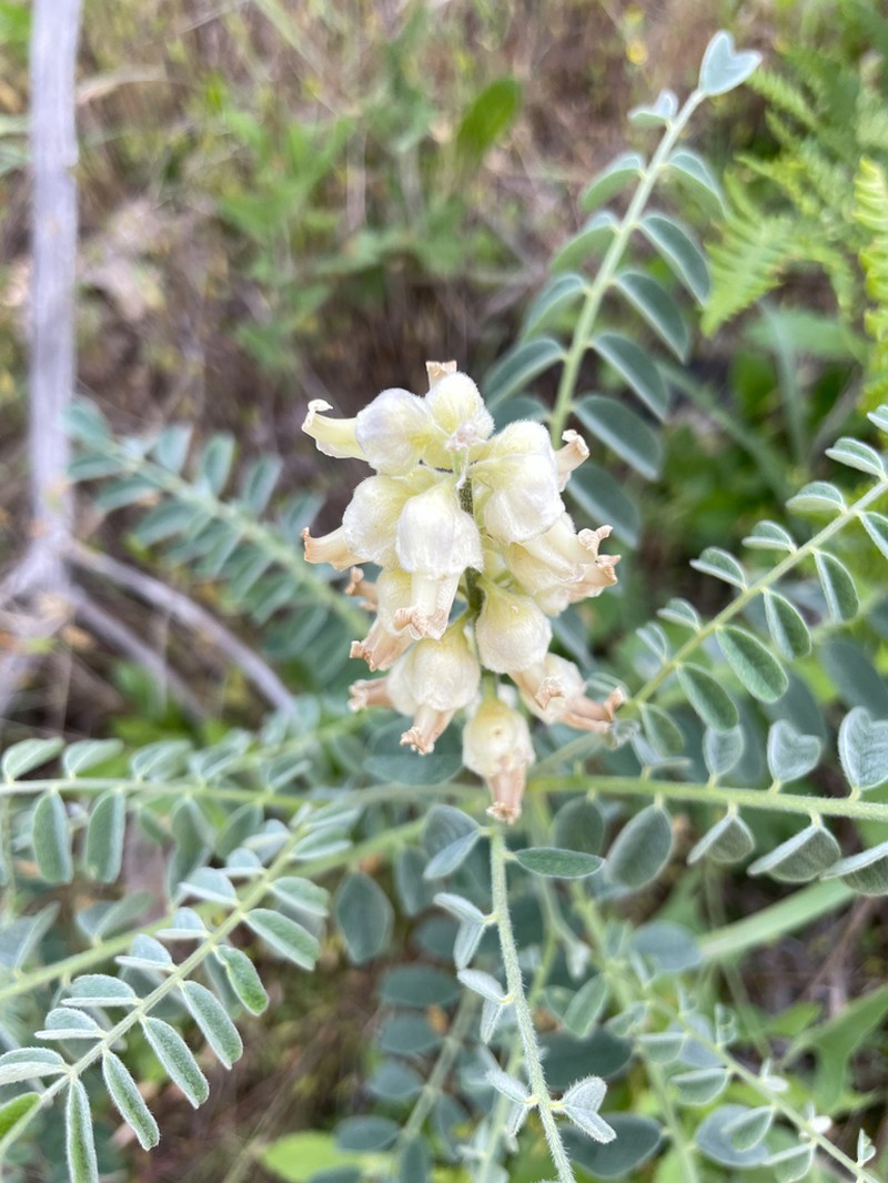 Western Necklacepod photo 4