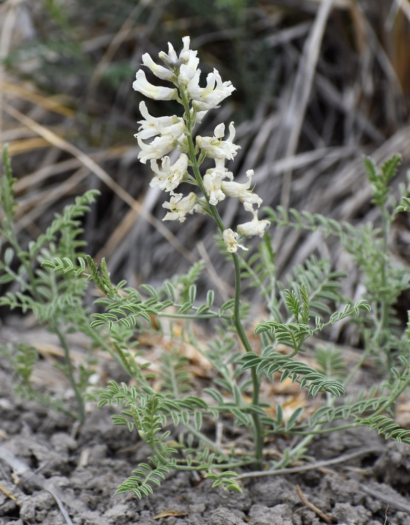 Silky Sophora